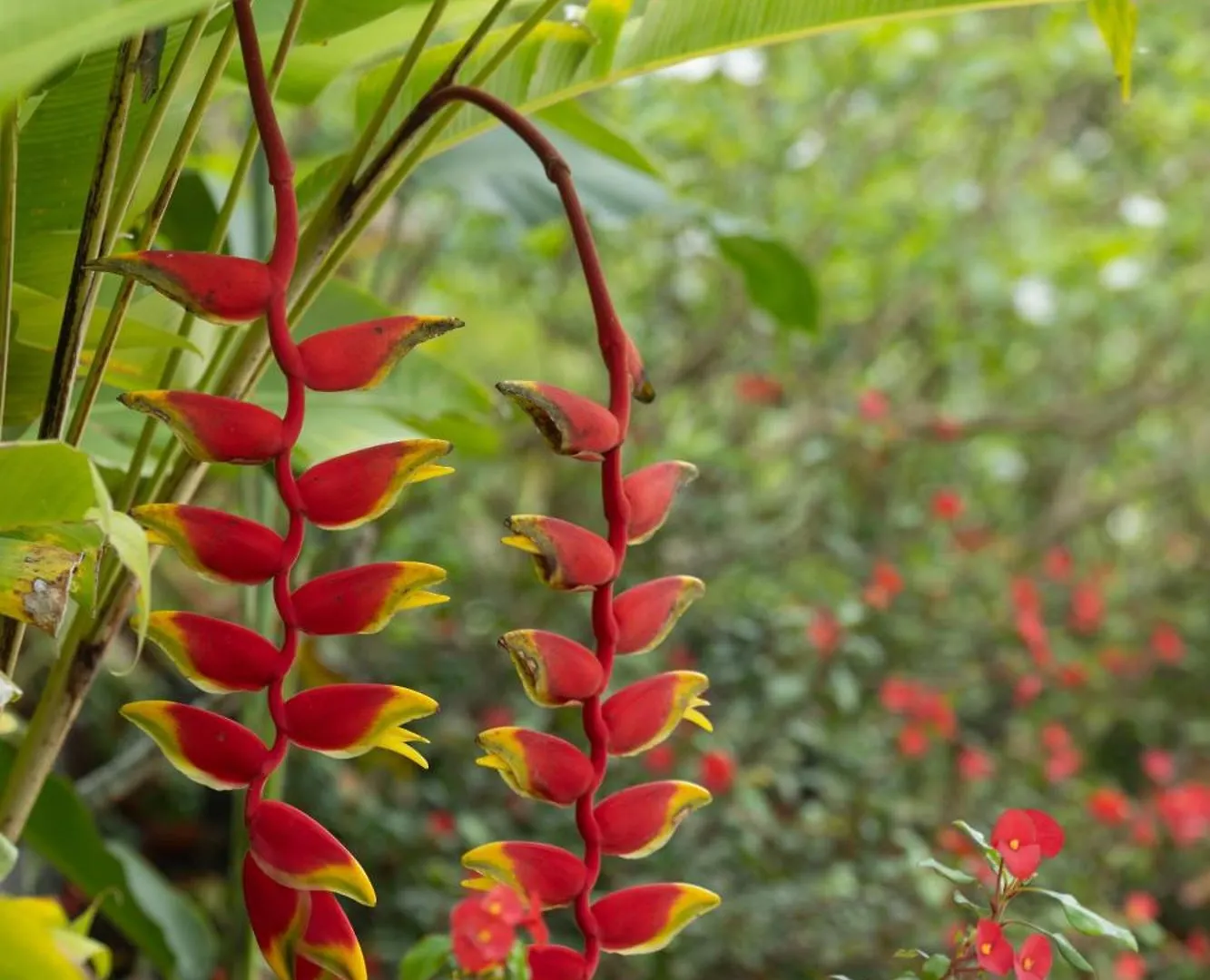 Paradise Chalets Yoga & Wellness Takamaka Seychelles